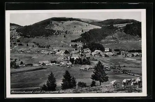 AK Menzenschwand i. bad. Schwarzwald, Teilansicht mit Kühen