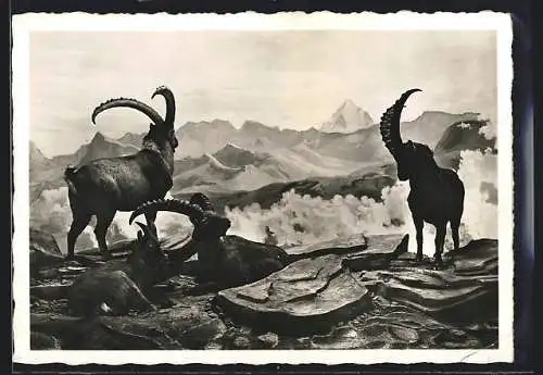 AK Zürich, Schweizerische Landesausstellung 1939, Steinbockgruppe in der Abteilung Jagd