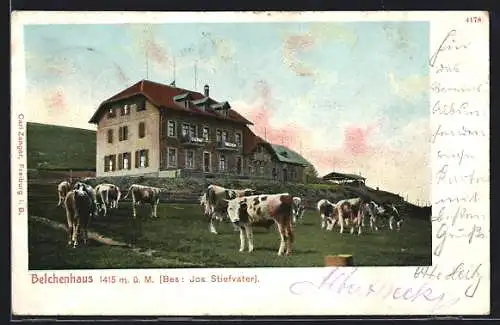 AK Belchen, Hotel Belchenhaus mit weidenden Kühen