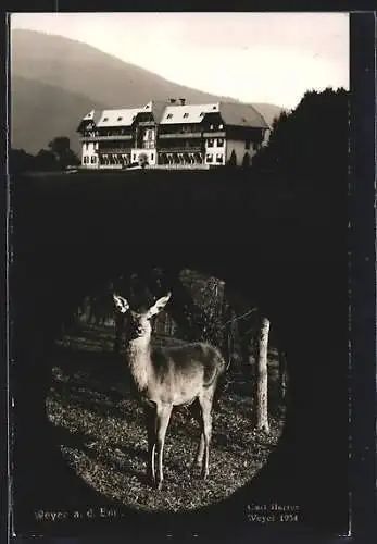AK Weyer a. d. Enns, Gasthof und Reh