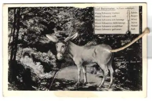 Mechanische-AK Esel-Barometer zum Aufhängen im Freien