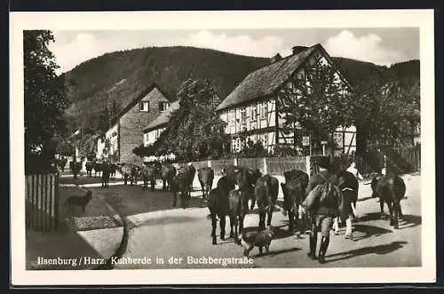 AK Ilsenburg, Kuhherde in der Buchbergstrasse