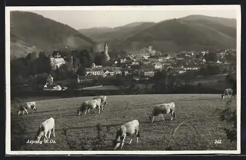 AK Aspang, Gesamtansicht mit Rinderweide