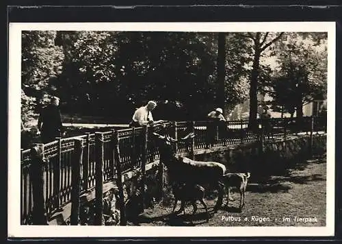 AK Putbus a. Rügen, Hirsch im Tierpark