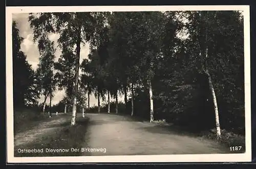 AK Dievenow, Ostseebad, Der Birkenweg