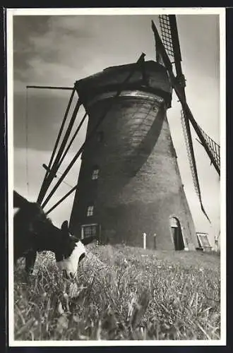 AK Kinderdijk, Watermolen, Windmühle und grasende Kuh