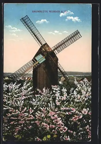 AK Werder a. H., Windmühle zur Zeit der Baumblüte