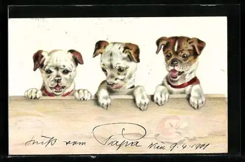 Lithographie Drei Hundewelpen zeigen Köpfe und Vorderpfoten