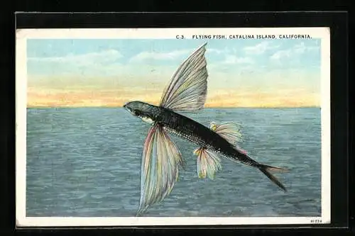 AK Catalina Island, Florida, Flying Fish
