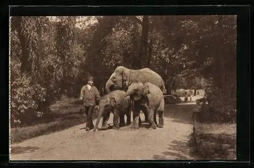 AK Rotterdam, Diergaarde, De Familie Olifant op de Wandeling