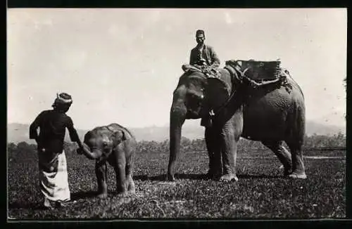 AK Arbeits-Elefantin mit ihrem Jungen und Führern