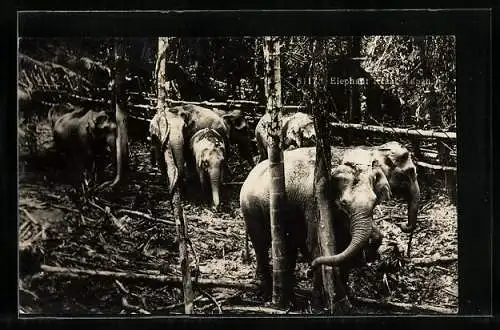 AK Elefantenherde in einem Wald