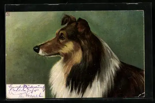 AK Schöner Collie mit treuem Blick