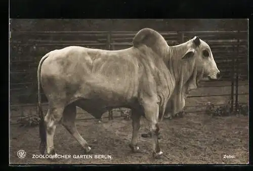 AK Berlin, Zoologischer Garten, Zebu-Rind