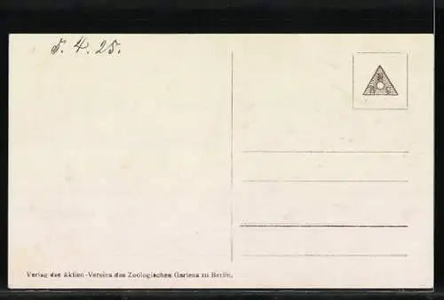 AK Berlin, Zoologischer Garten, Zebu-Rind