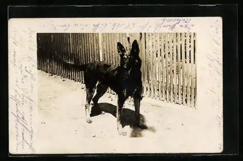 Foto-AK Schäferhund vor einem Lattenzaun