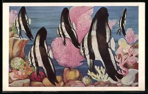AK Bombay, Taraporevala Aquarium, Bat Fish