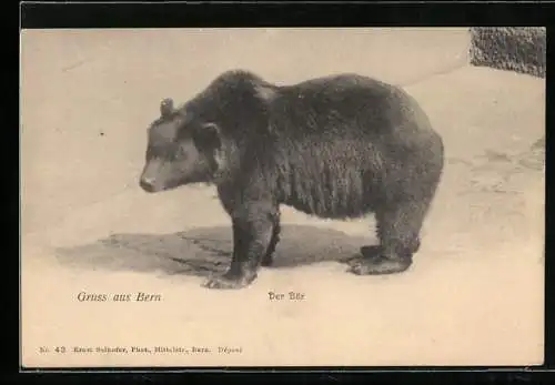 AK Bern, Der Bär