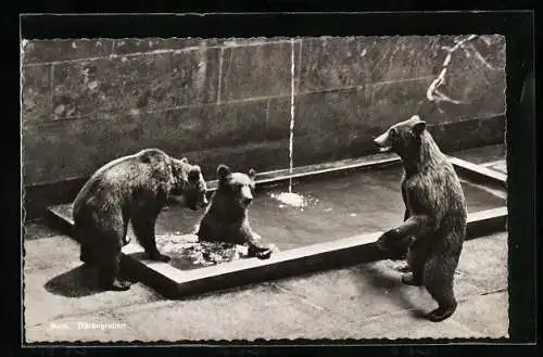 AK Bern, Bärengraben, Bären am Wasserbecken