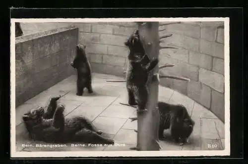 AK Bern, Braunbären im Bärengraben