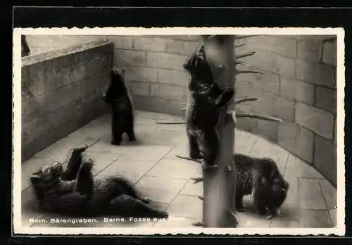 AK Bern, Braunbären im Bärengraben