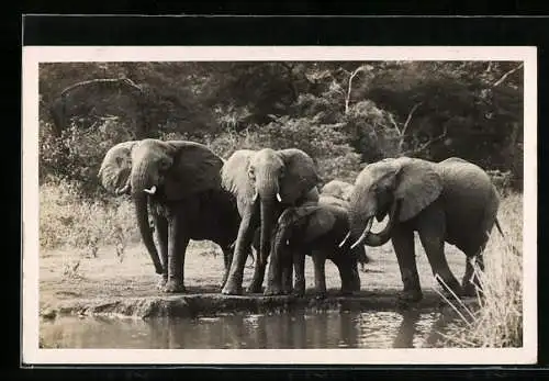 AK Elefanten mit Jungem an einer Wasserstelle