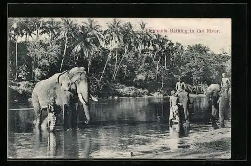 AK Ceylon, Badende Elefanten vor Palmen