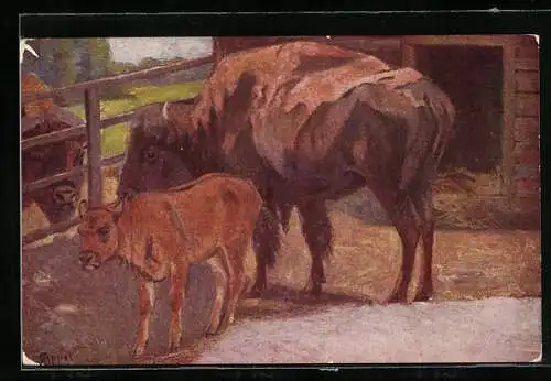AK Rinder und Kalb auf einem Bauernhof