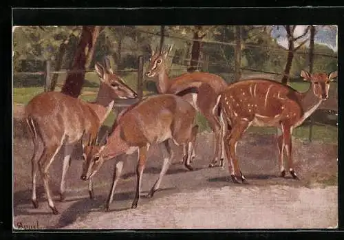 Künstler-AK Korin-Gazelle im Gehege