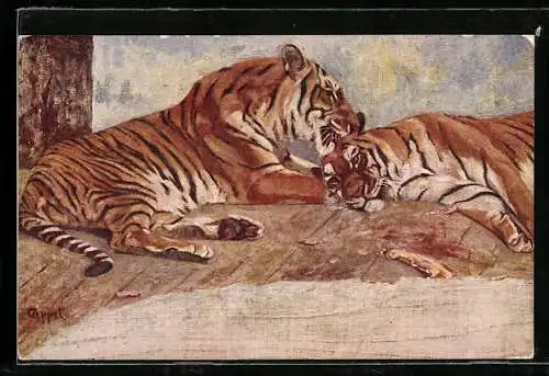 AK Tiger leckt Artgenossen mit der Zunge den Kopf