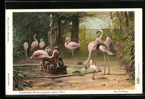 Künstler-AK Flamingos im Zoologischen Garten