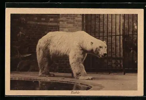 AK Eisbär in einem Zoo