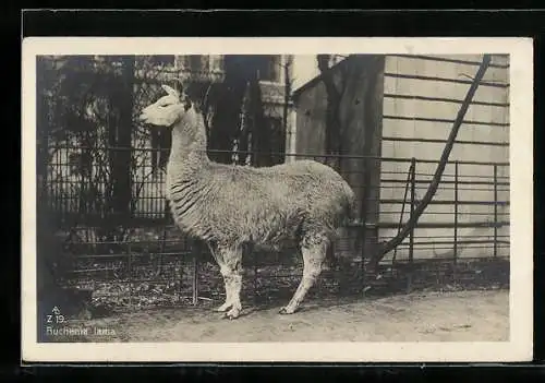 AK Lama steht im Gatter eines Zoos