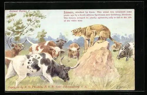 Künstler-AK sign. H. Egersdorfer: Löwen wird von Rindern in die Enge getrieben