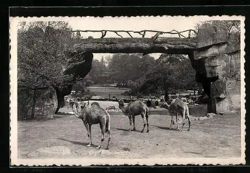 AK Anvers, Jardin Zoologique, Méharis dans le grand parc