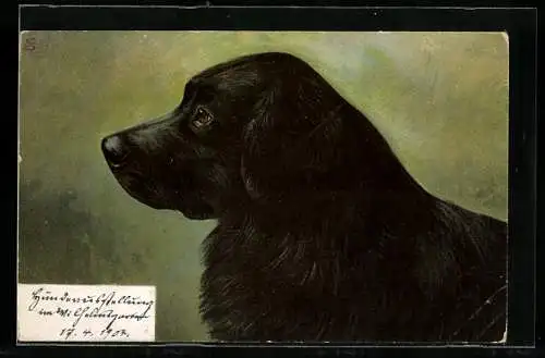 AK Schwarzer Labrador, von der Seite gesehen