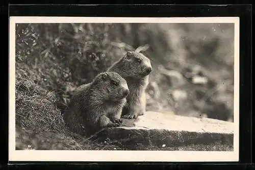 AK zwei Murmeltiere vor ihrem Bau