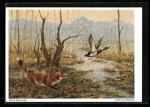 Künstler-AK sign. Alfred Weczerick: Fuchs jagt Stockente
