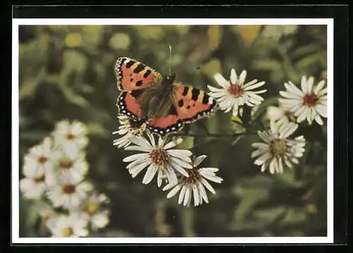 AK Schmetterling sitzt auf den Margeriten, Kleiner Fuchs, Vanessa urticae