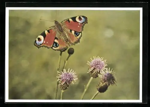 AK Pfauenauge und Blüten, Makro-Foto