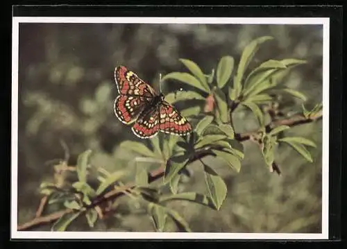 AK Schmetterling fliegt auf das Blatt, Kleiner Maivogel, Melitaea maturna