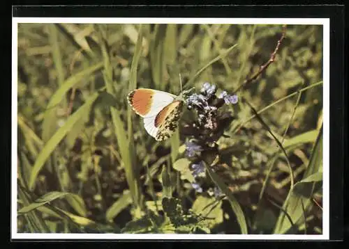 AK Aurora-Falter (Männchen) an einer Blüte, Makro-Foto