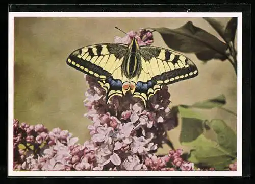 AK Schmetterling auf Fliederblüten, Schwalbenschwanz, Papilio machaon