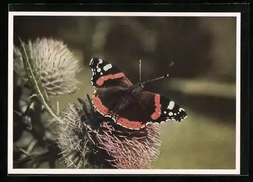 AK Admiral auf einer Blüte, Makro-Foto