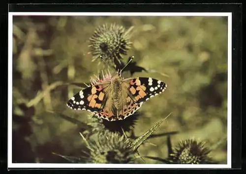 AK Schmetterling auf der Distel, Distelfalter, Pyrameis cardui