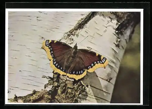 AK Schmetterling sitzt am Stamm einer Birke, Trauermantel, Vanessa antiopa