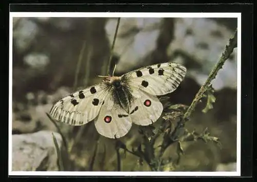 AK Schmetterling: Roter Apollo, Schont unsere Schmetterlinge!