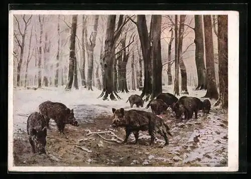 AK Wildschweine im Wald