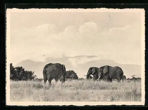 AK Congo Belge, Kashwa, plain of Lake Edward, Parc National Albert, Elephants