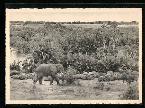 AK Congo Belge, Bugugu /Rutshuru, plaine du lac Edouard, Parc National Albert, Éléphant et Hoppopotames